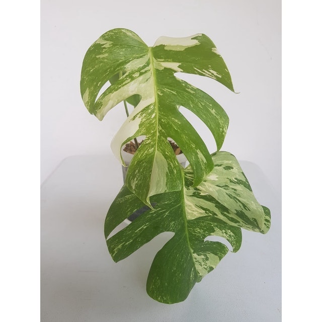 Bibit Monstera variegata