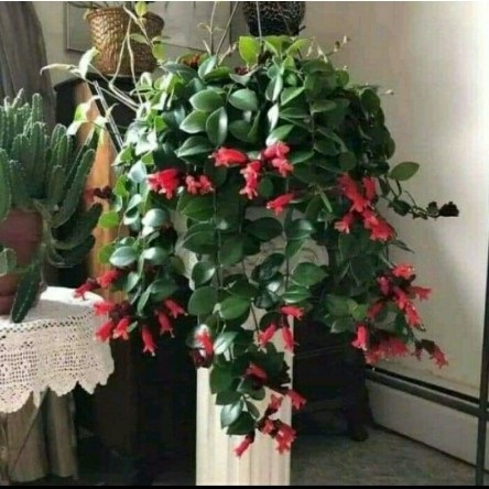 10 Rekomendasi Tanaman Hias Gantung Terbaik  [Ditinjau oleh Gardener] 1