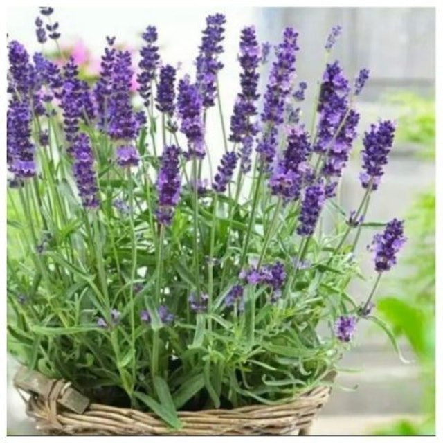  Bibit Bunga Lavender