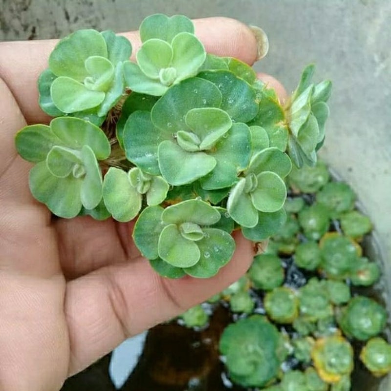 Bibit Pistia stratiotes (apu-apu) 3