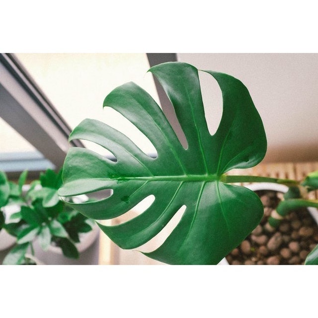  Monstera deliciosa