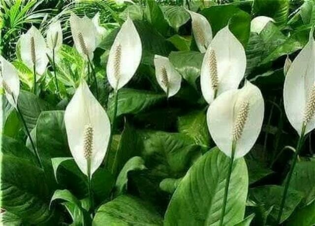  Bibit Bunga Peace Lily