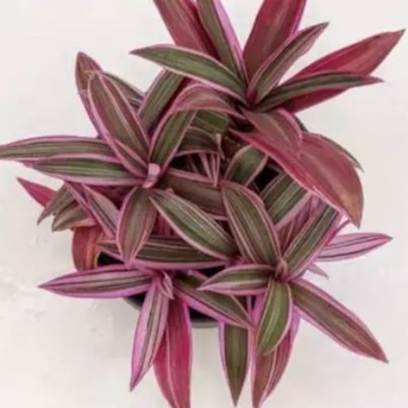 Tradescantia Spathacea 2