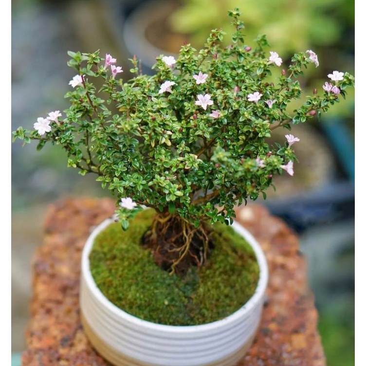  Bonsai Serissa / Sribubintang / seribu bintang / Serbin