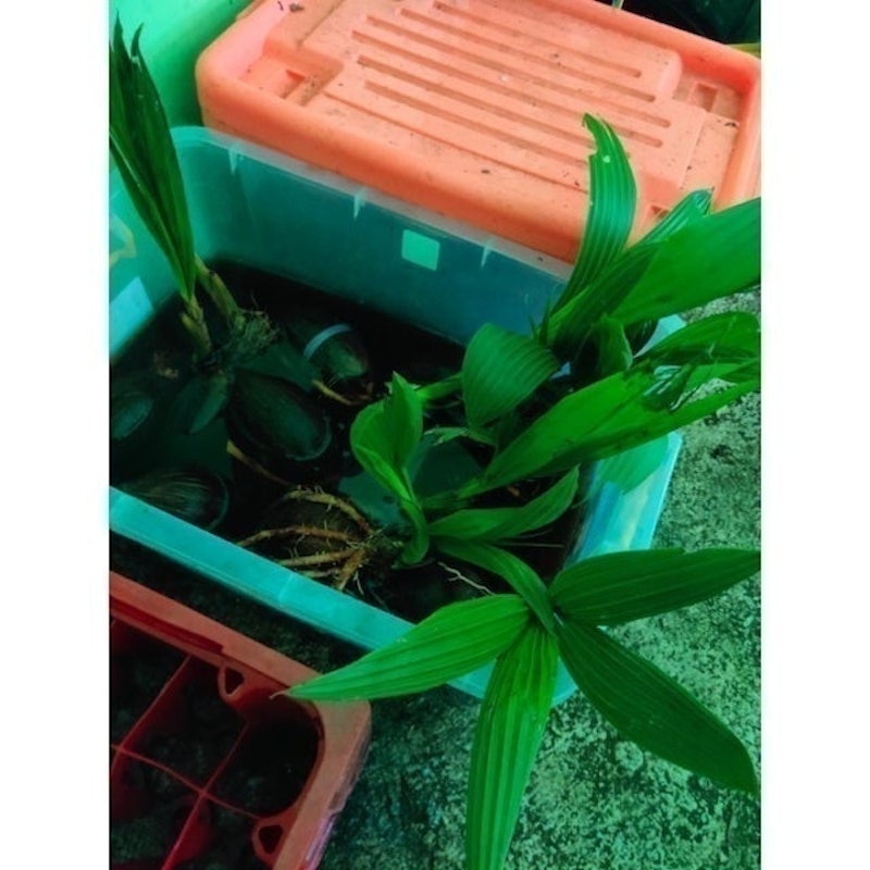 Bonsai Kelapa Gading Kuning 5