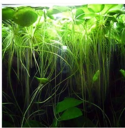 Amazon Frogbit 