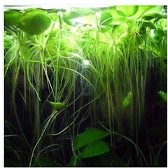 Amazon Frogbit