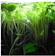 null Amazon Frogbit 1