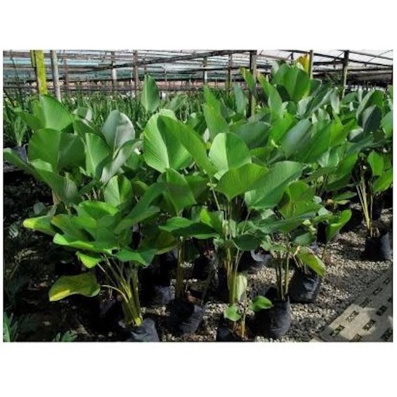 Cuban Cigar (Calathea Lutea) 3
