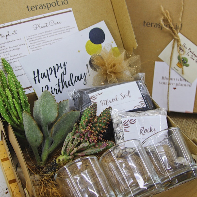 Terrarium Kaktus Sukulen DIY Planting Kit 2