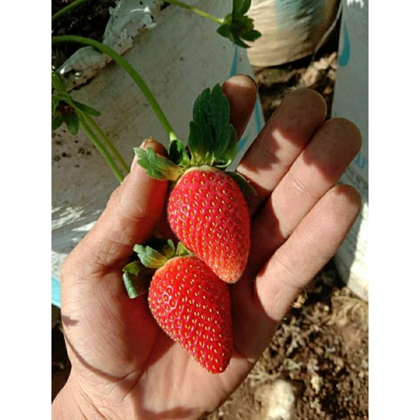  Bibit Strawberry Kalibret (Kelly Bright)
