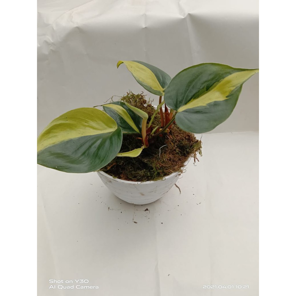 Philodendron Brasil 3