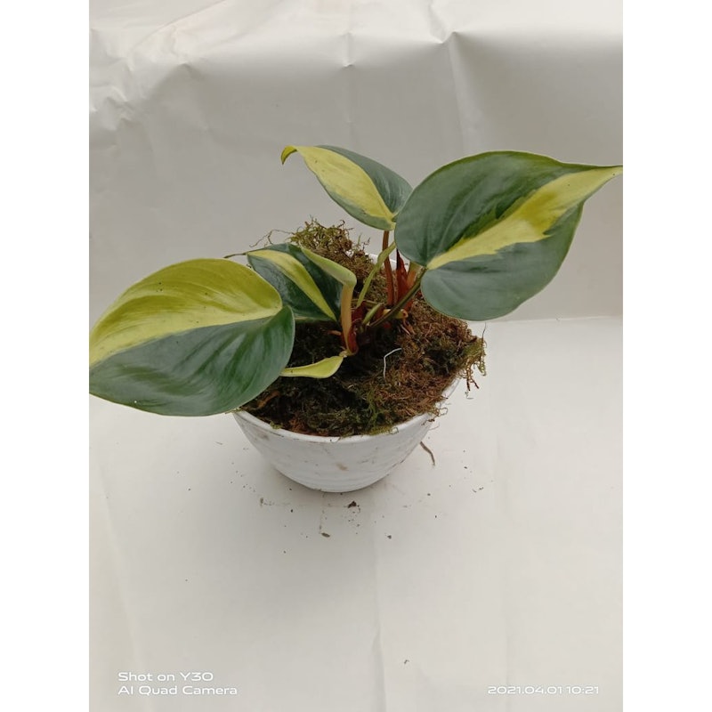 Philodendron Brasil 3