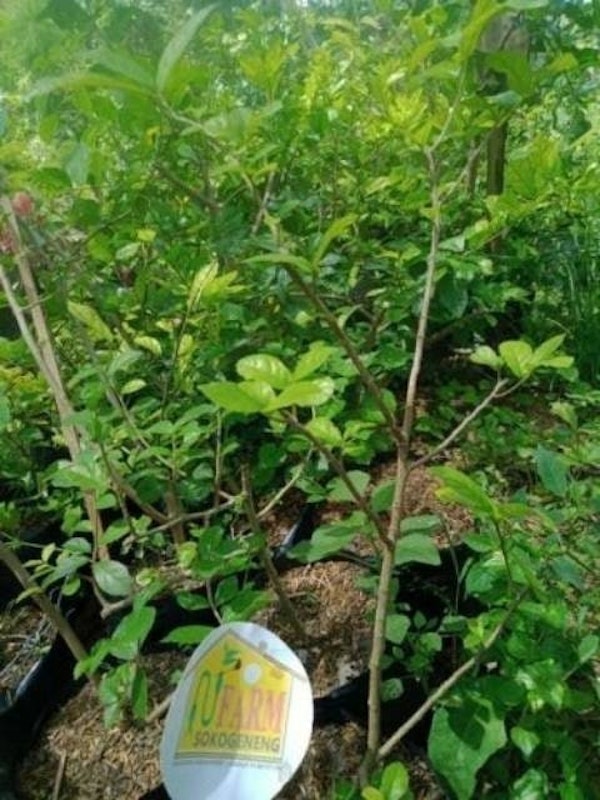 Bonsai Serut 2