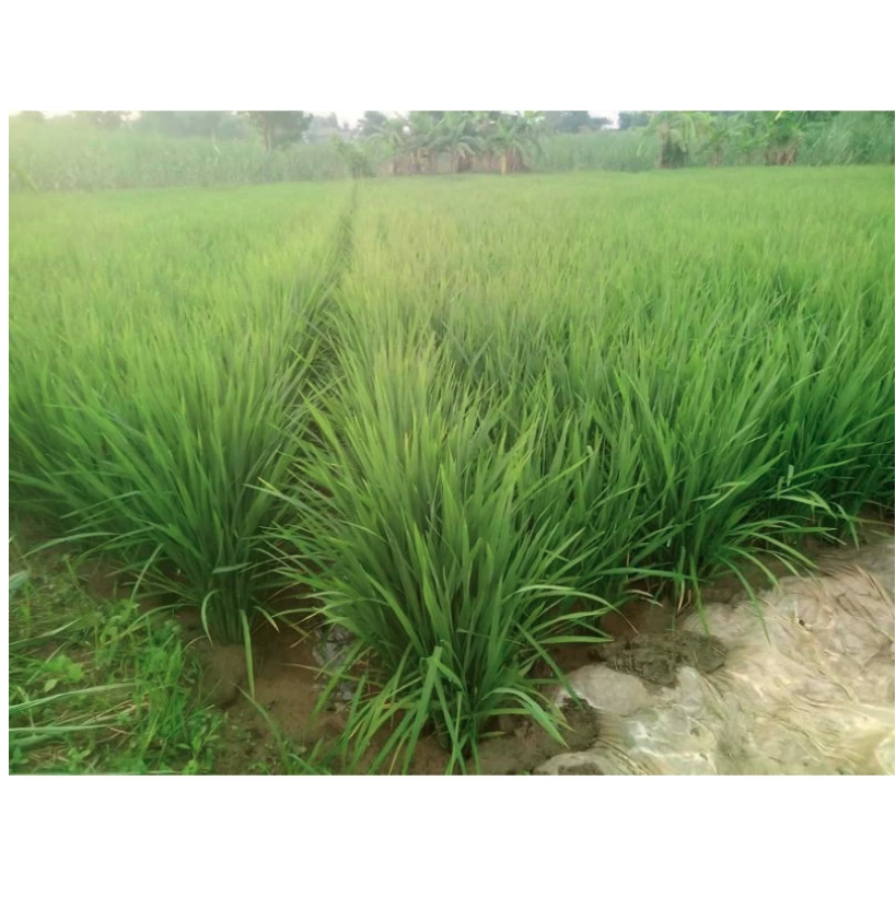  Benih Padi In-Hibrida Si Mbok 1 kg