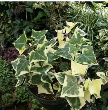English Ivy (Hedera helix) 4