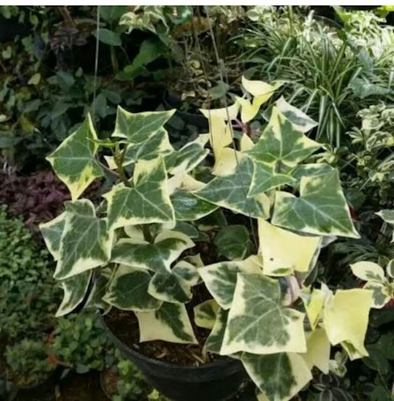 English Ivy (Hedera helix) 4