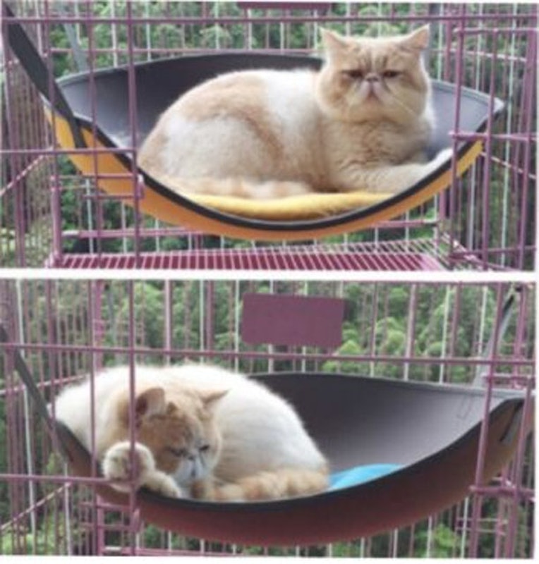 Cat Hammock 3