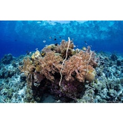 Pulau Menjangan dan Tabuhan