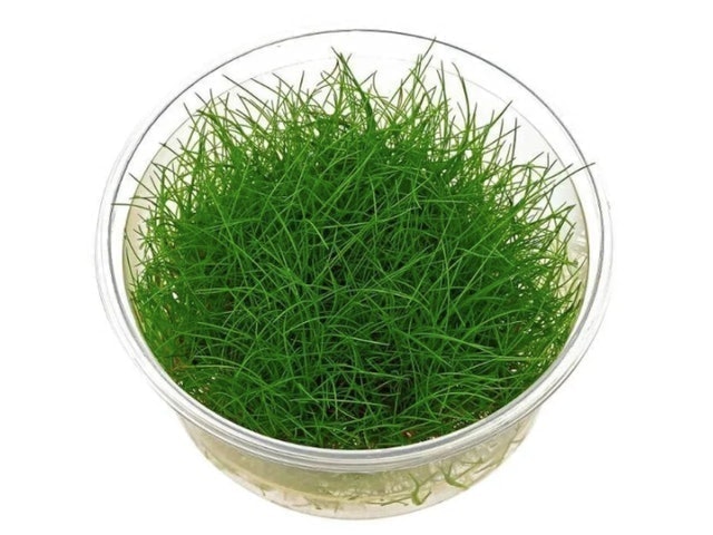Dwarf Hairgrass