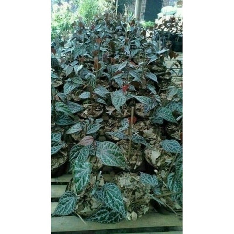 Sirih Merah 2