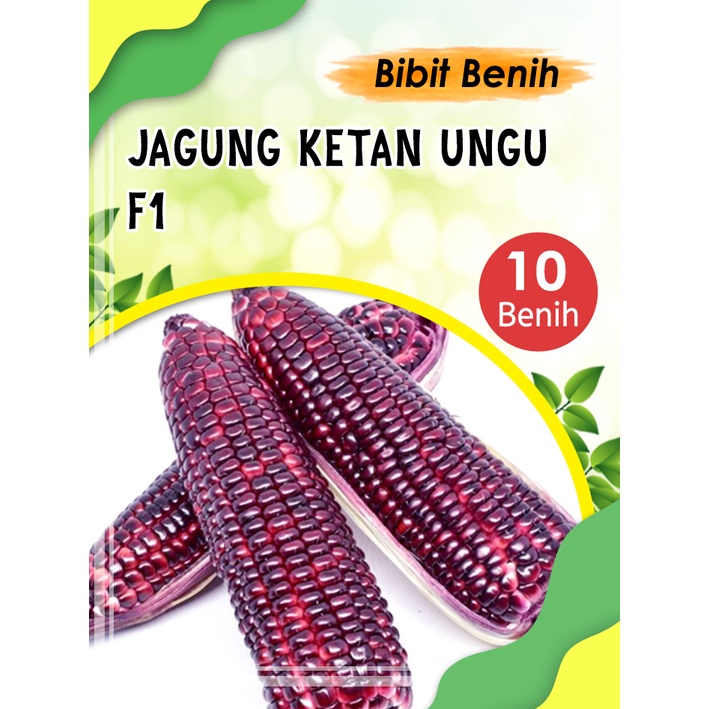 Nada Fast Benih Jaya Benih Jagung Ketan Ungu F1 3