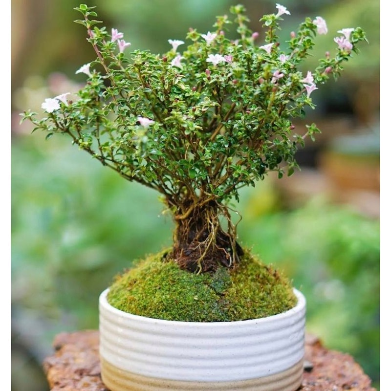 Bonsai Serissa / Sribubintang / seribu bintang / Serbin 3
