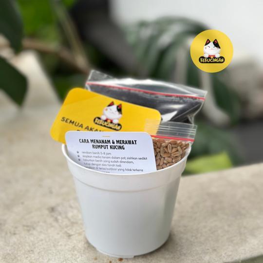 Kekucingan Paket Tanam Wheatgrass 4