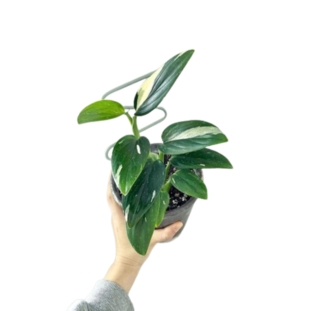 Monstera standleyana variegata