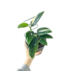 Monstera standleyana variegata