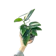 Monstera standleyana variegata 1
