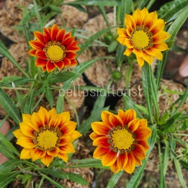  Bunga Matahari Gazania