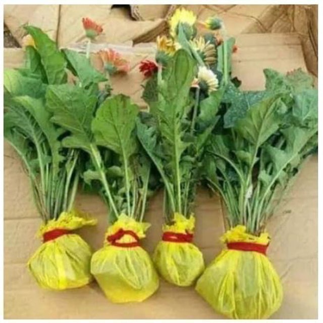  Bibit Bunga Gerbera