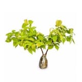 10 Rekomendasi Bonsai Terbaik 2