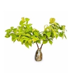 Bonsai Anting Putri