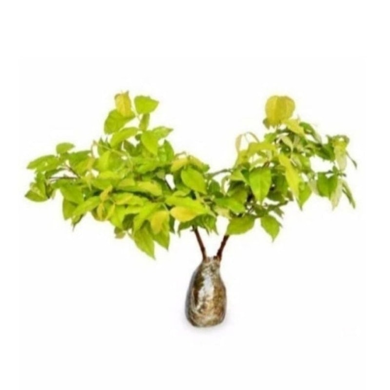 Bonsai Anting Putri 1