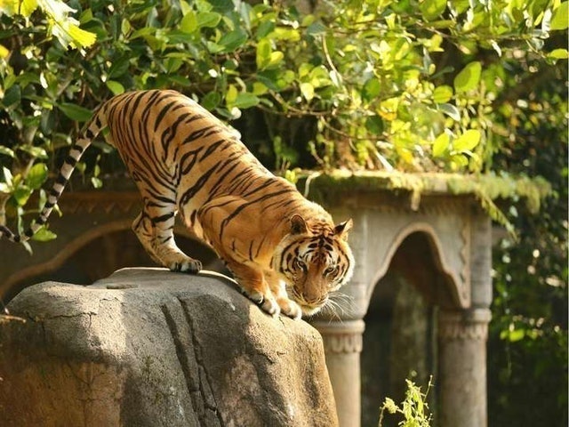Taman Safari Prigen  5