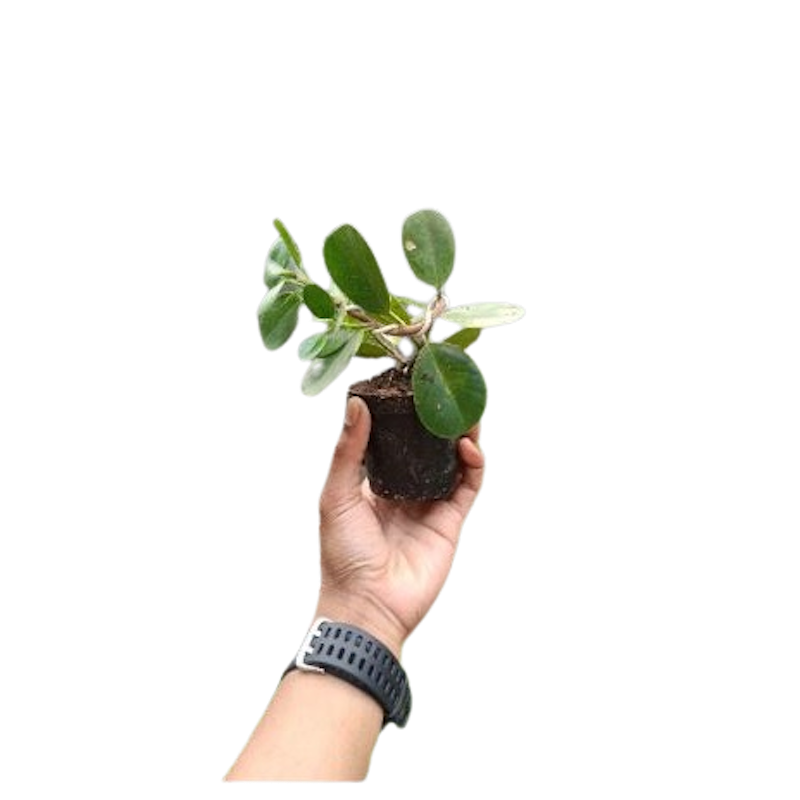 Bahan Bonsai Beringin Dolar / Beringin Korea 2