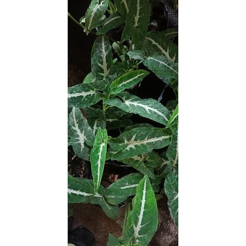 Syngonium wendlandii 4