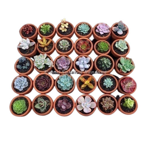 Kaktus Hias Hidup Aneka Warna