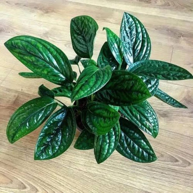  Monstera karstenianum