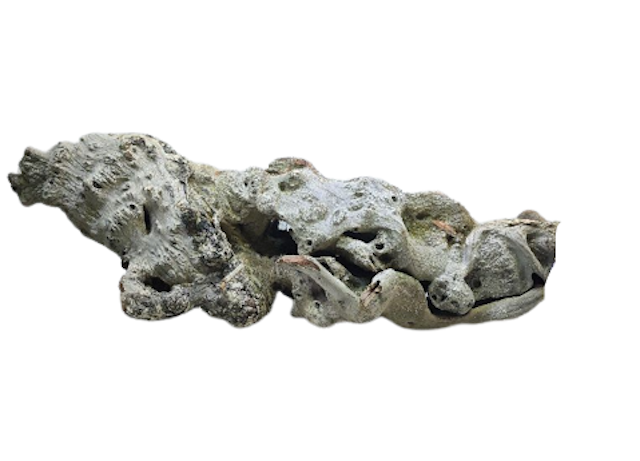  Kayu Santigi Laut Bonggol