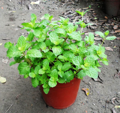  Tanaman Lemon Balm