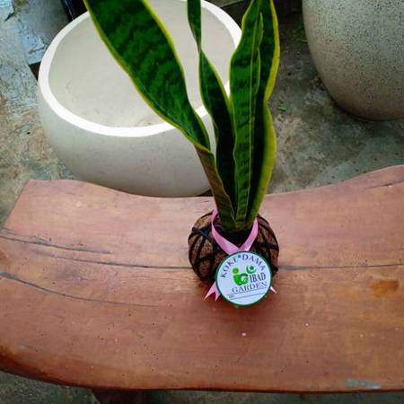 Sansevieria trifasciata 'Laurentii' 5