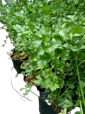 10 Rekomendasi Tanaman Herbal Terbaik 2