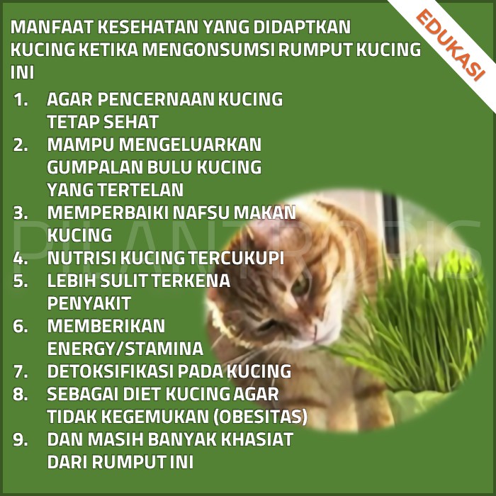 Nutree Seed Benih Rumput Gandum 100 gr 3