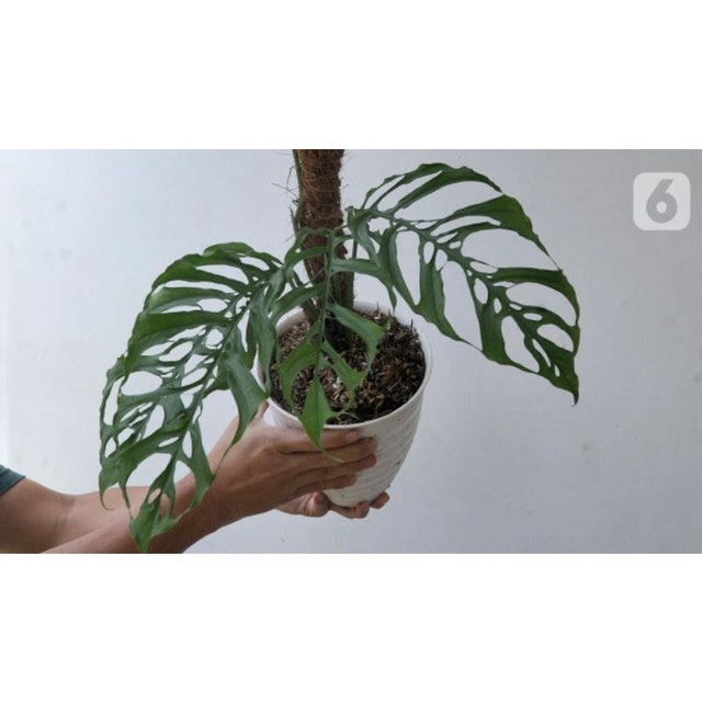  Monstera obliqua