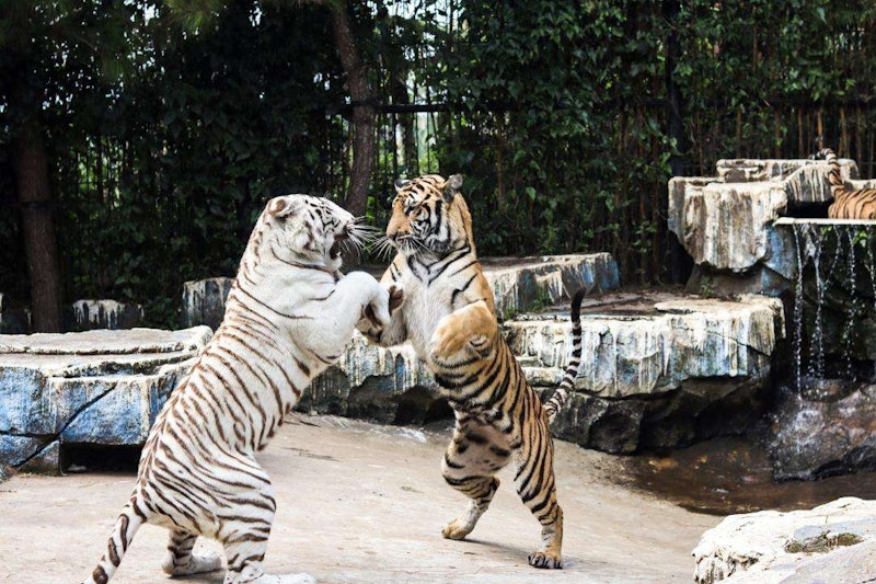 Lembang Park and Zoo 5