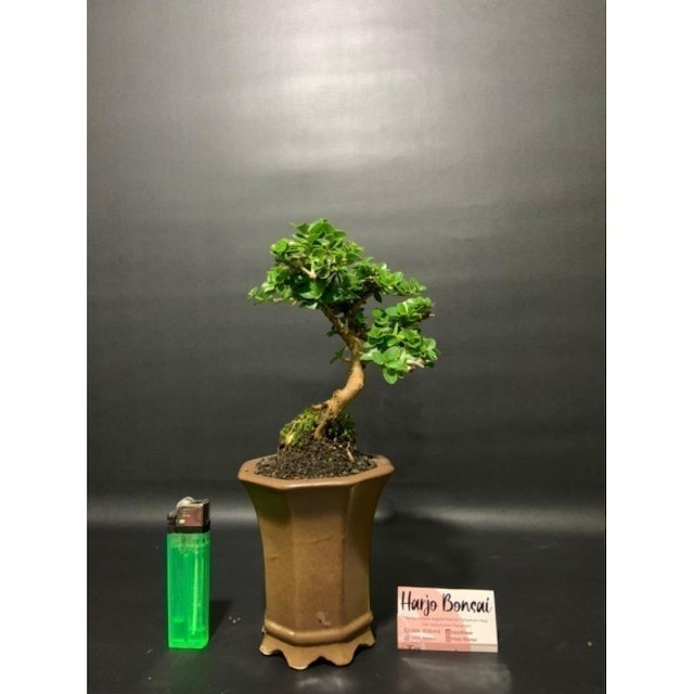  Bonsai Mame Sancang