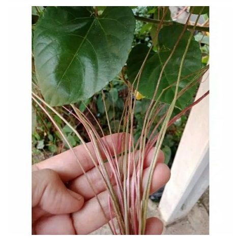 Curtain Ivy Akar Gantung 2